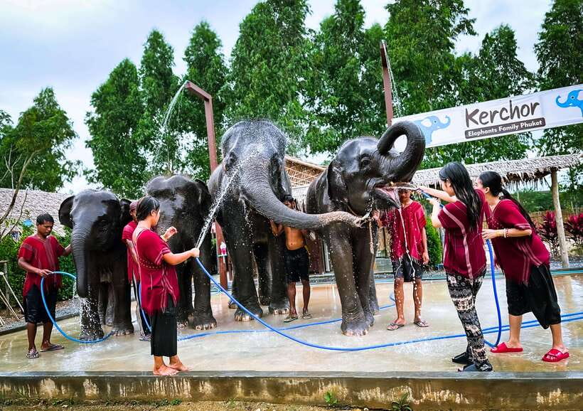 Phuket : Experience feeding and bathing elephants 1.5 Hrs. - Photos and the QR code download: easy souvenirs
