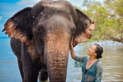 Phuket: Lily Elephant Half day Trip on the Beach with lunch - Timing, Pickup Areas, and How Long You’ll Really Be Gone