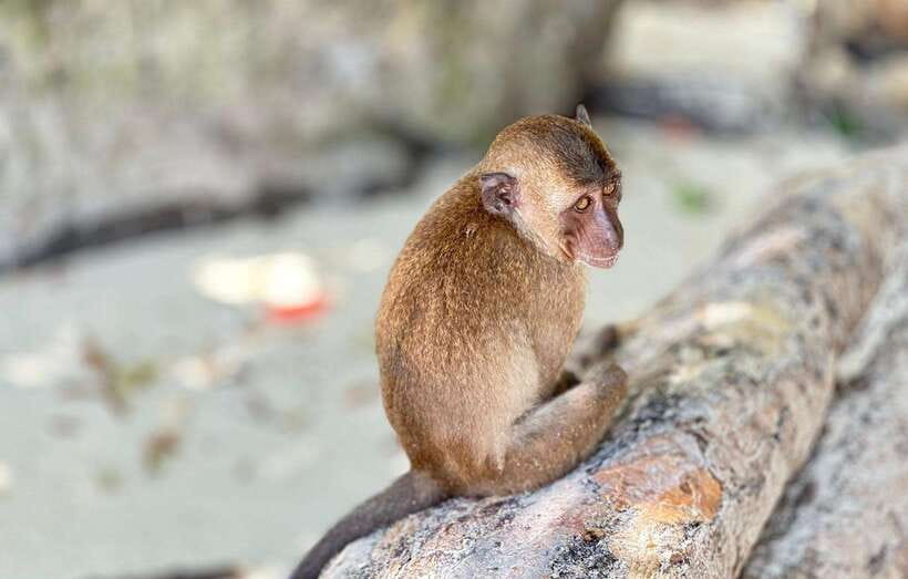 Phuket: Phi Phi Islands and Maya Bay Day Trip with Lunch - Phi Phi Don and Tonsai Bay lunch: the best mix of food + time
