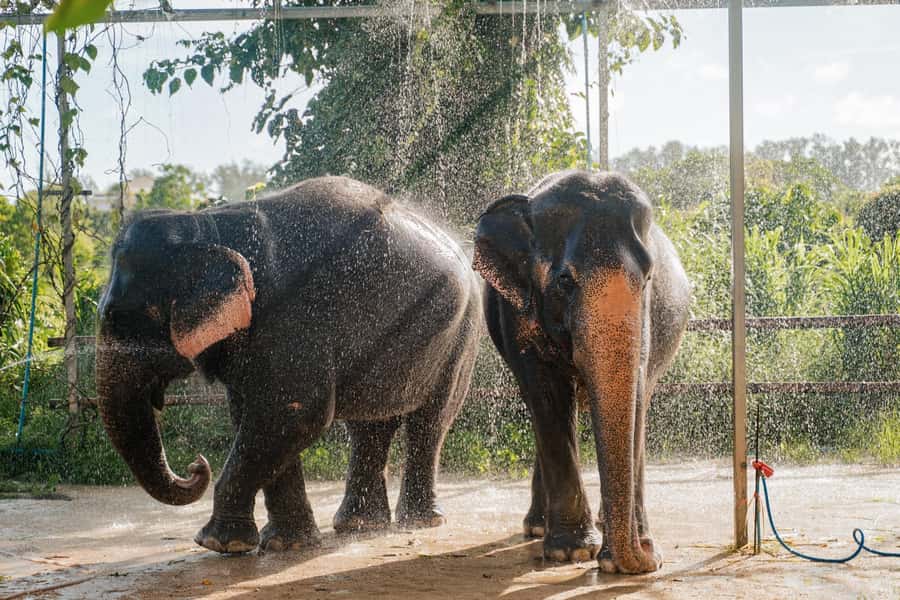 Phuket: Phuket Elephant Care Sanctuary ECO Tour - Mud Spa, Skin Scrubbing, and the Rain-Shower Rinse