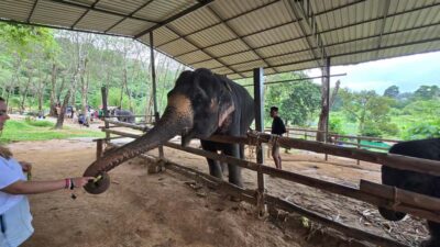 Phuket: Phuket Elephant Care Sanctuary ECO Tour - Feeding Seasonal Fruit and Learning Each Elephant’s Background