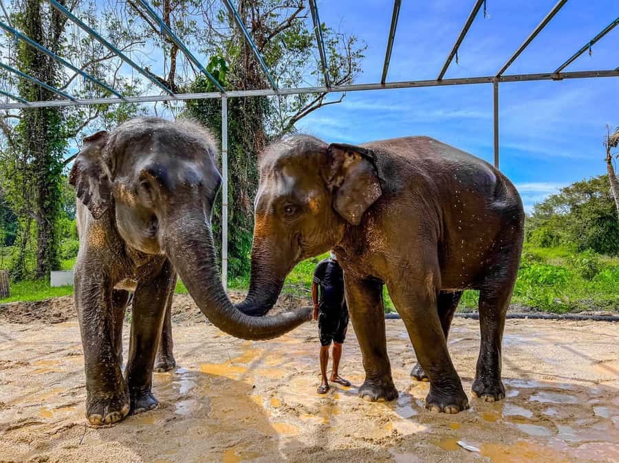 Phuket: Phuket Elephant Care Sanctuary ECO Tour - Photo Help, Magnetic Elephant Souvenir, and the Small Details That Matter