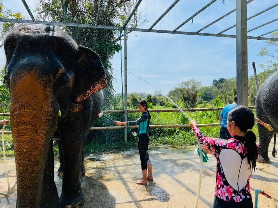 Phuket: Phuket Elephant Care Sanctuary ECO Tour - Final Call: Book Phuket Elephant Care or Skip
