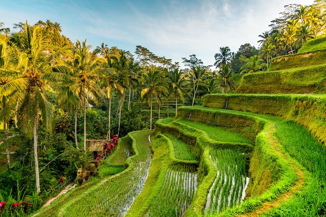 Private Day Tour: The Highlight of Ubud - Full tour vs custom trip: how to choose without surprises