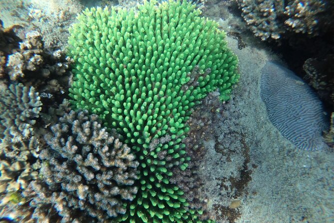 REAL snorkel &island hopping by SPEEDBOAT-EXPLORE CUISINES(MAX12) - Stop 2: Coconut Island snorkeling and the fish-feeding moment