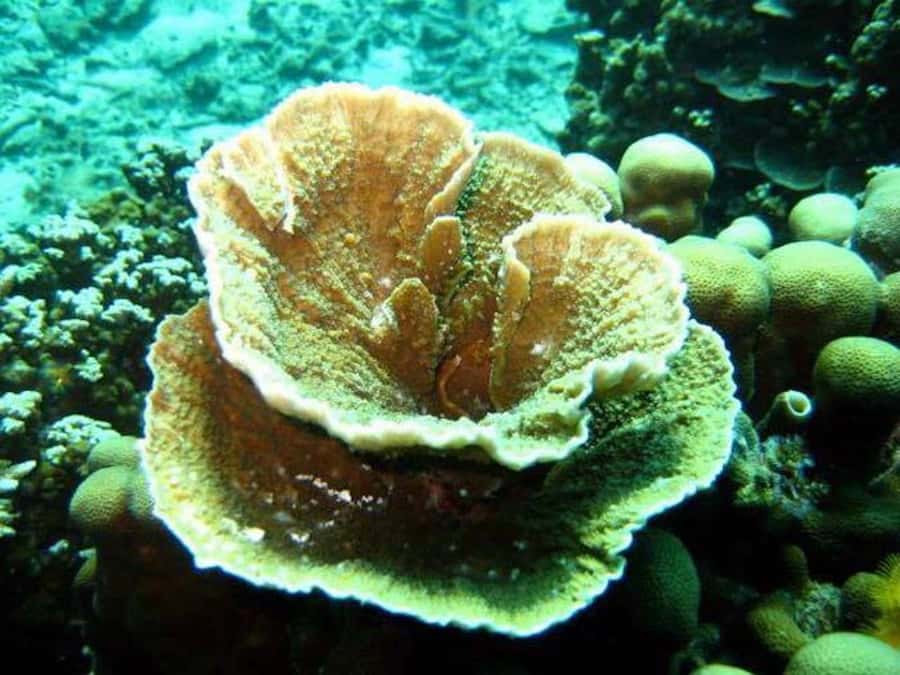 Samui: Angthong National Marine Park Day Trip by Speedboat - What to Bring for Angthong: Don’t Overpack, Do Pack Smart