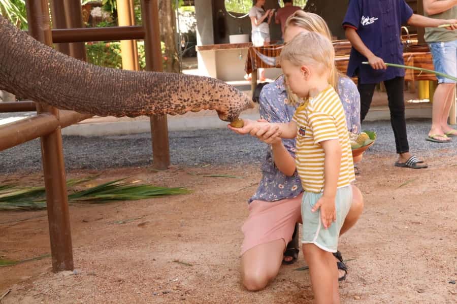 Samui: Elephant Nutrition and Care Education Experience - Key things that make this Samui elephant visit worth your time