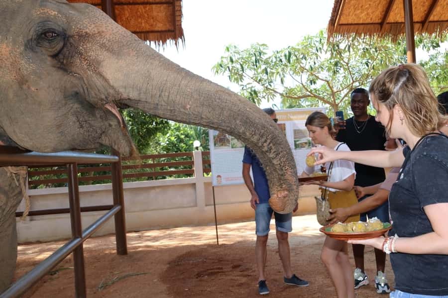 Samui: Elephant Nutrition and Care Education Experience - Entering Samui Elephant Home: what your 2-hour slot is really for
