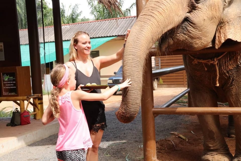 Samui: Elephant Nutrition and Care Education Experience - Watching calm feeding from a respectful distance