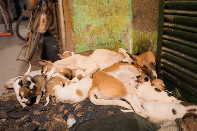 Sanjay Colony Slum Tour - Stop at the Sanjay Colony market: what to look for