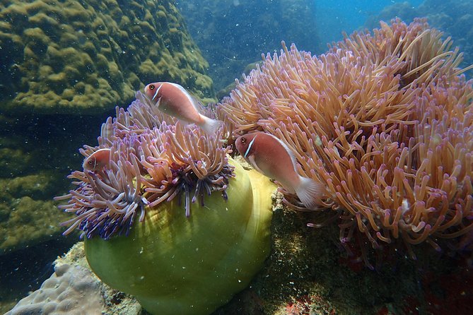 Semi-Private yacht adventure to Ang Thong Park’s hidden treasures - Ko Wao Yai snorkeling: why this stop is worth the fuel
