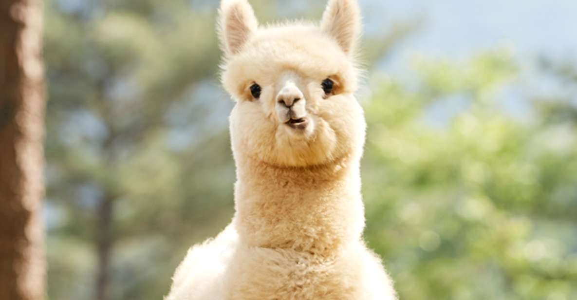 Seoul: Gangwon-do Day Trip with Alpaca World & Nami Island - Lunch Break and Energy Timing Between Stops