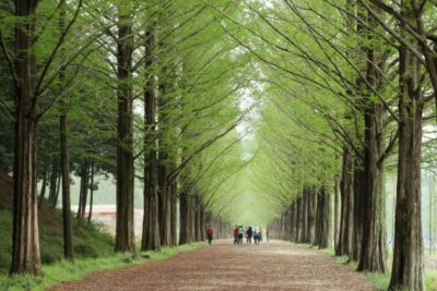 Seoul: Gangwon-do Day Trip with Alpaca World & Nami Island - First Stop: Alpaca World and Korea’s Biggest Alpaca Pasture