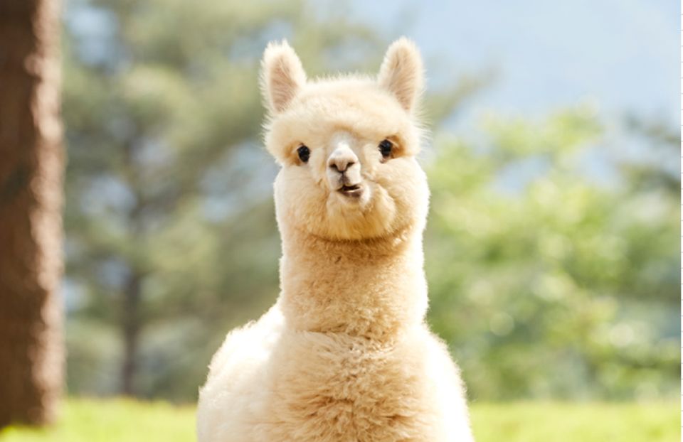 Seoul: Gangwon-do Day Trip with Alpaca World & Nami Island - Garden of Morning Calm Option: Photo Paths and Seasonal Mood