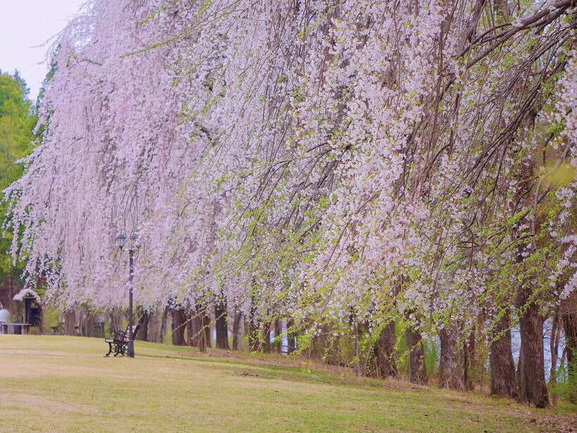 Seoul: Mt.Seorak, Nami Island & Korean Garden, No Shopping - Nami Island: calm paths, photo spots, and the zipline decision