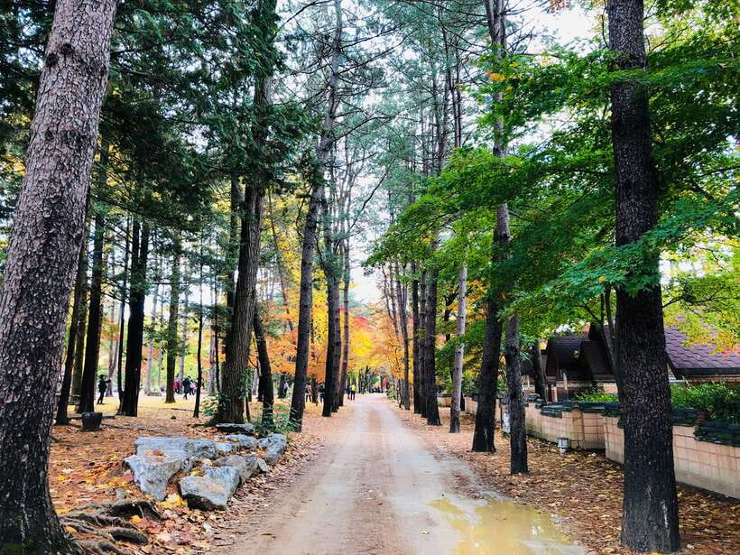 Seoul: Mt.Seorak, Nami Island & Korean Garden, No Shopping - What $95 gets you: value in tickets, ferry, and a no-shopping day