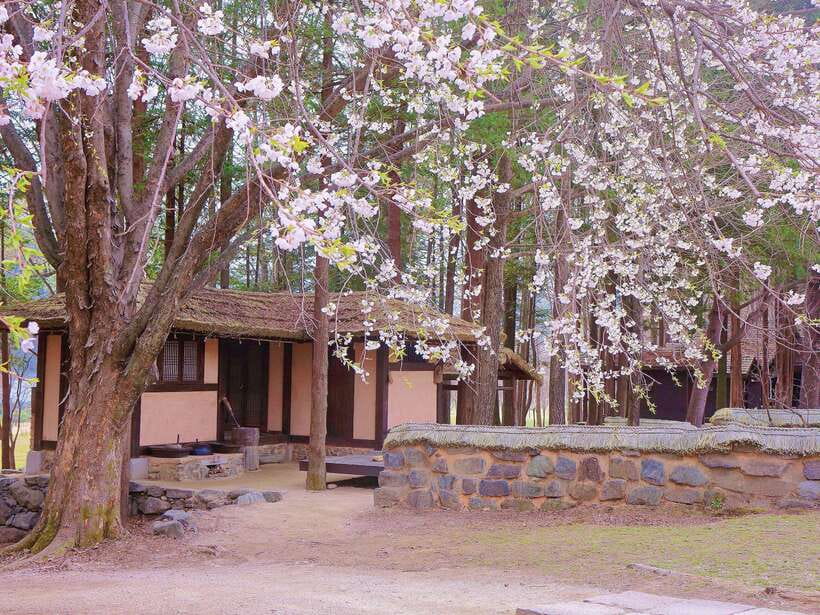 Seoul: Mt.Seorak, Nami Island & Korean Garden, No Shopping - Who this Seorak–Nami–Morning Calm tour fits best