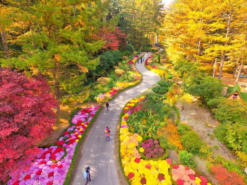 Seoul: Nami Island and Garden of Morning Calm opt Railbike - Should You Book This Nami Island and Morning Calm Day Trip?