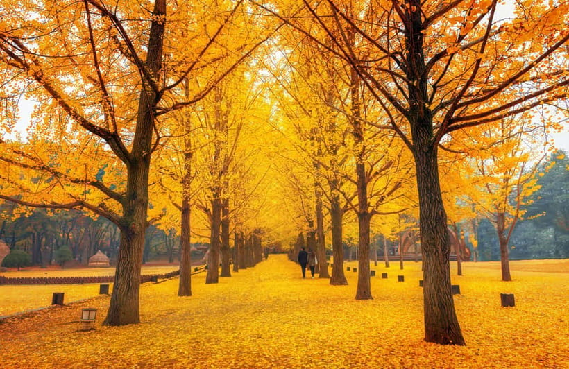 Seoul: Nami Island and Garden of Morning Calm (+Railbike) - How the 10–12 Hour Plan Works Without Stress