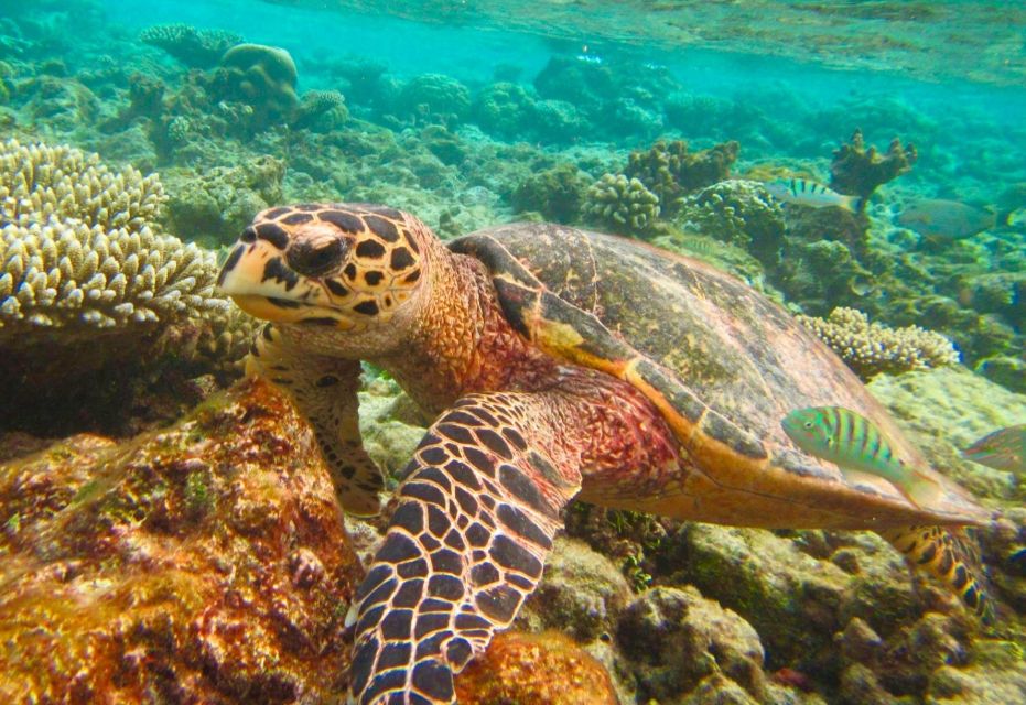 Similan Islands Early-Bird Tour From Phuket and Khao Lak! - Island breaks at Honeymoon Bay and the Princess Bay nature trail