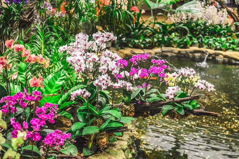 Singapore: National Orchid Garden Entry Tickets - What to expect from scents and colors