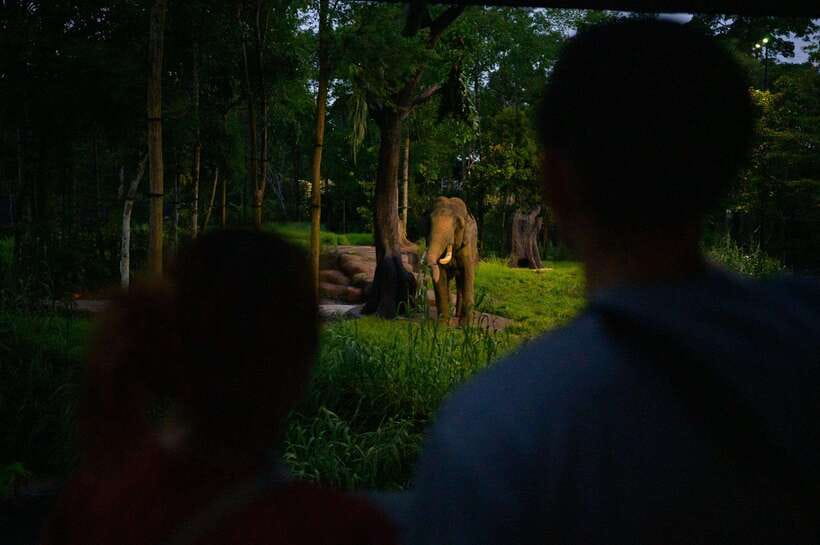 Singapore: Night Safari Entry Ticket with Tram Ride - Night Safari after dark: why it feels different from a daytime zoo