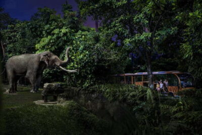 Singapore: Night Safari Entry Ticket with Tram Ride - Open-air tram ride through six wildlife zones (and how to use it smart)