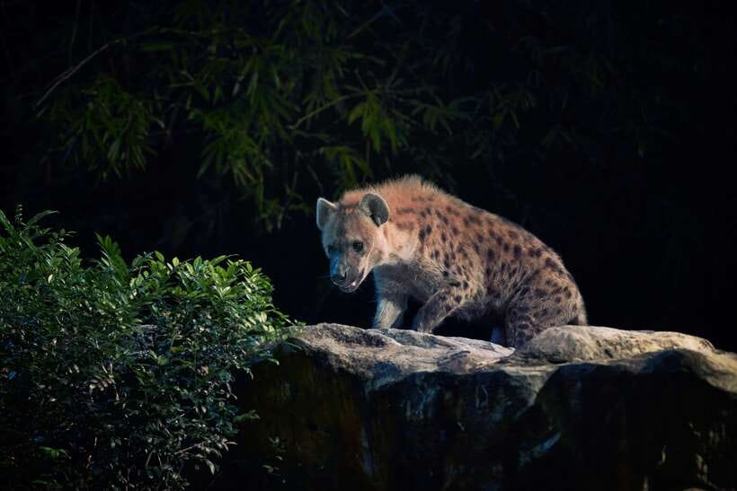 Singapore: Night Safari Entry Ticket with Tram Ride - Price and value: is $45 a good deal for a one-night wildlife plan?