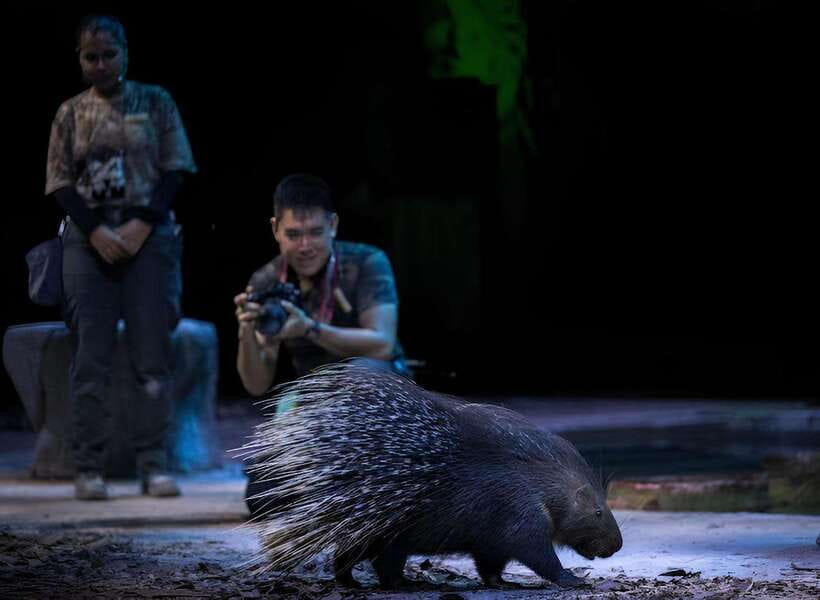 Singapore: Night Safari Entry Ticket with Tram Ride - Who should book this Night Safari tram-and-trails ticket?