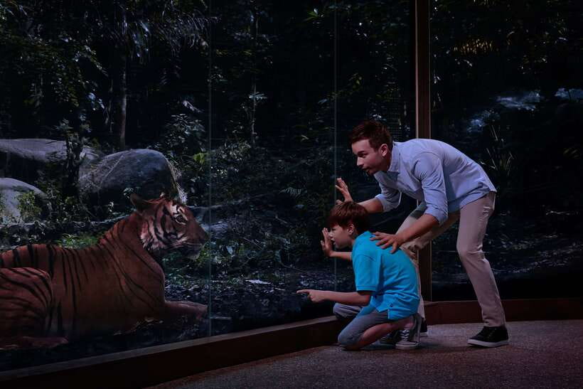 Singapore: Night Safari Entry Ticket with Tram Ride - Should you book Night Safari with the tram ride?