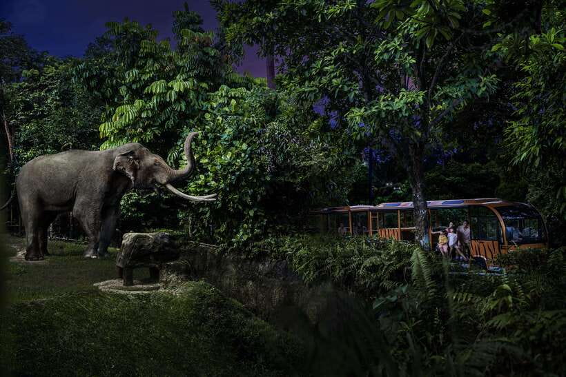 Singapore: Night Safari Entry Ticket with Tram Ride - Open-air tram ride through six wildlife zones (and how to use it smart)