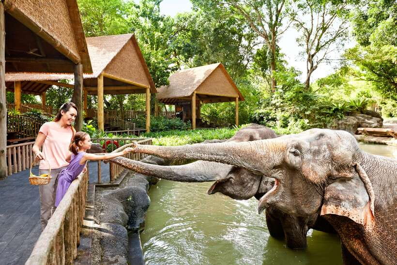 Singapore Zoo: 1-Day Entrance E-Ticket - From your ticket to the zoo: quick entry without the headache