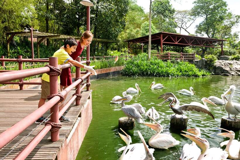 Singapore Zoo: 1-Day Entrance E-Ticket - Getting around the park: tram ride plus a real walking day
