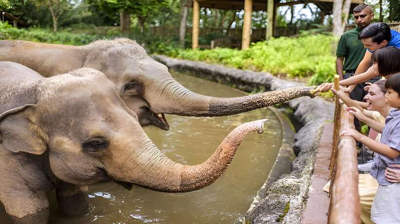 Singapore Zoo: 1-Day Entrance E-Ticket - Shows, feedings, and the orangutan moment you should plan around