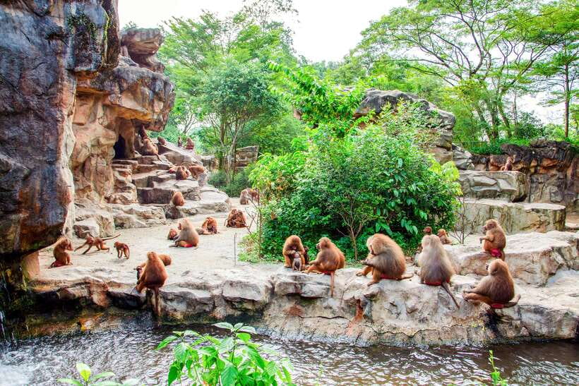 Singapore Zoo: 1-Day Entrance E-Ticket - Waterfall aviary, bird park, and the wet play zone for warm weather