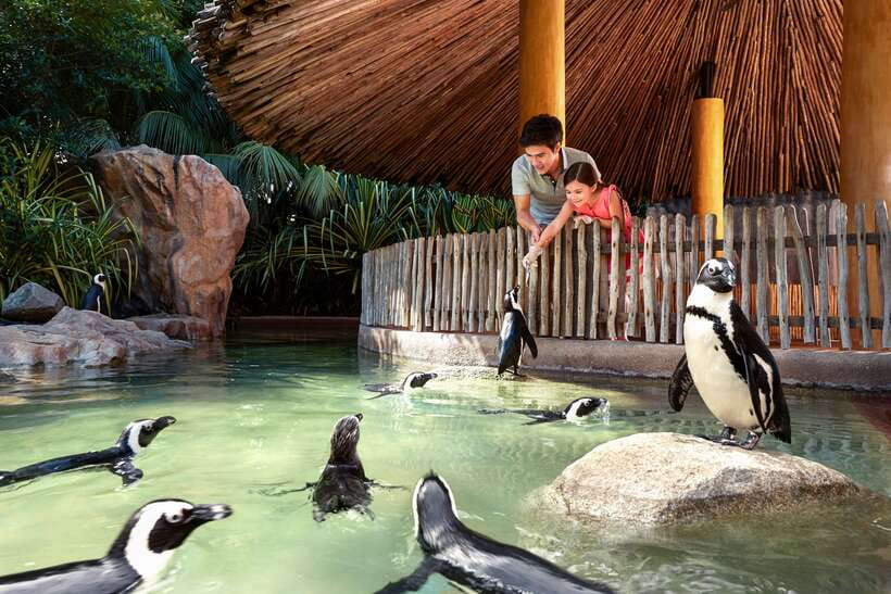 Singapore Zoo: 1-Day Entrance E-Ticket - Food, seating, and how to avoid the usual day-long park annoyances