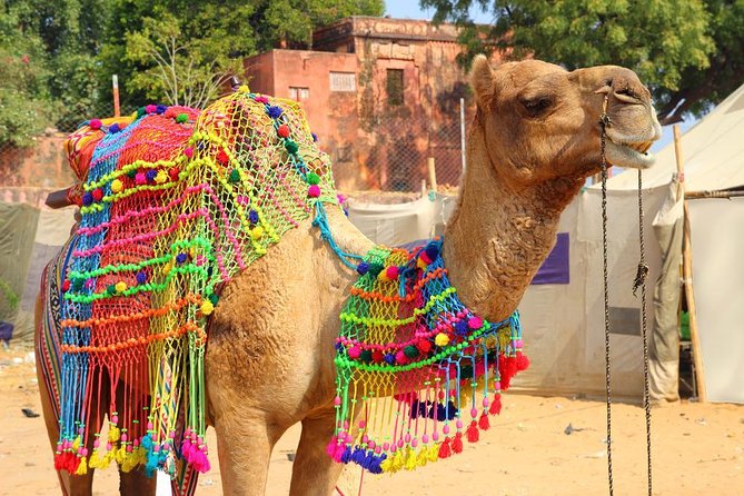 Spiritual City Walking Tour-THE Pushkar Route - Key highlights at a glance