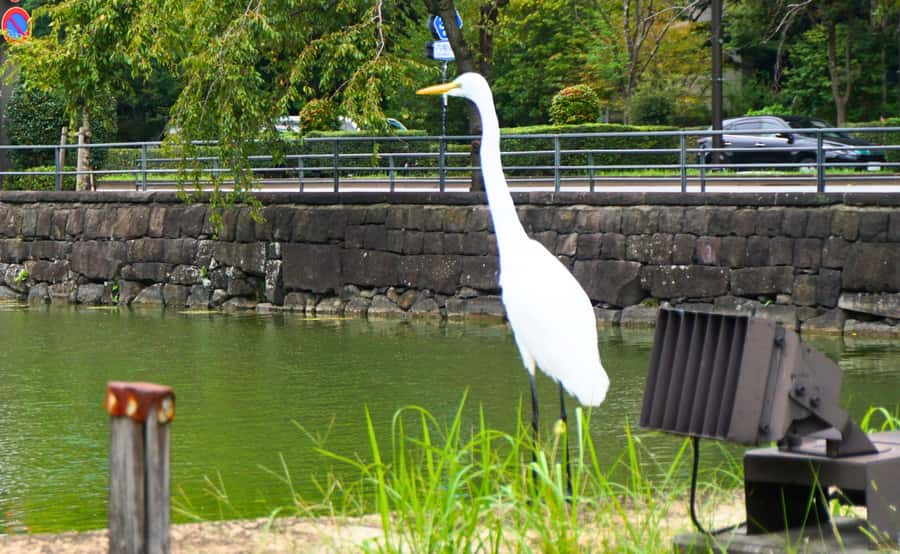 Tokyo: Imperial Palace Japanese History Walking Tour - Guide Energy: Mika, Natsumi, Laki, Alexandre, and More