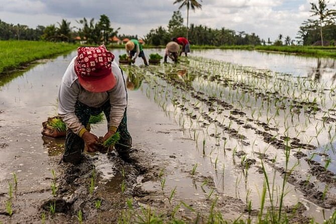Ubud: Downhill Cycling with Volcano, Rice Terraces and Meal - Small group touring: why max 4 changes the whole vibe