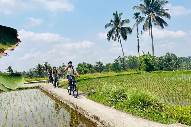 Ubud eBikes Tour to Tegallalang Rice Terrace - How hard is the ride? Choosing effort and staying safe
