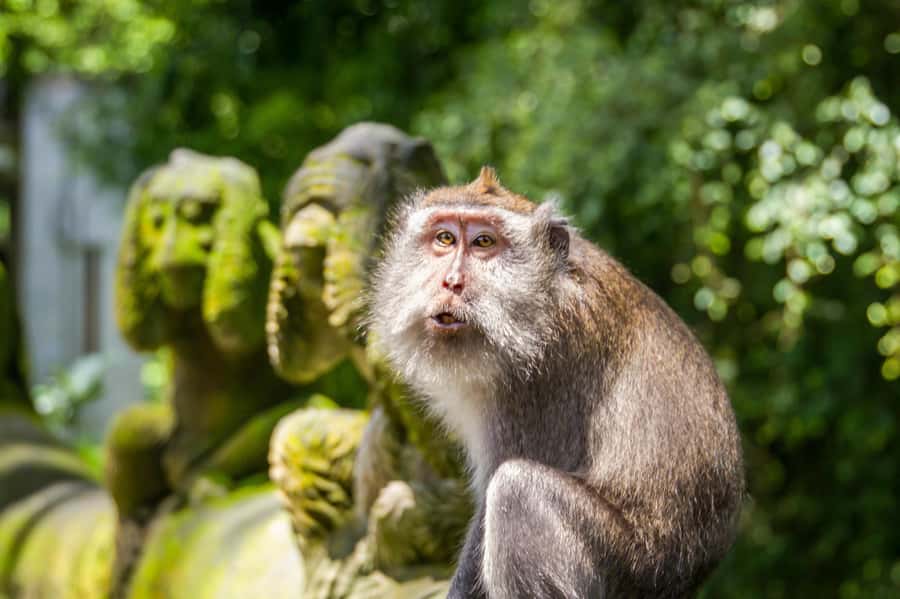 Ubud: Monkey Forest and Rice Terrace Private Tour - Key highlights you should care about