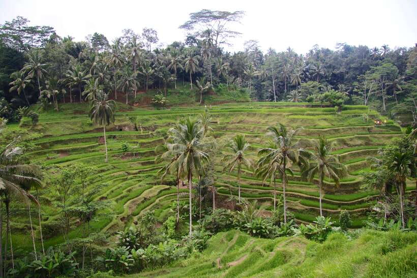 Ubud: Monkey Forest and Rice Terrace Private Tour - Guides make or break the experience (and you’ll feel it fast)