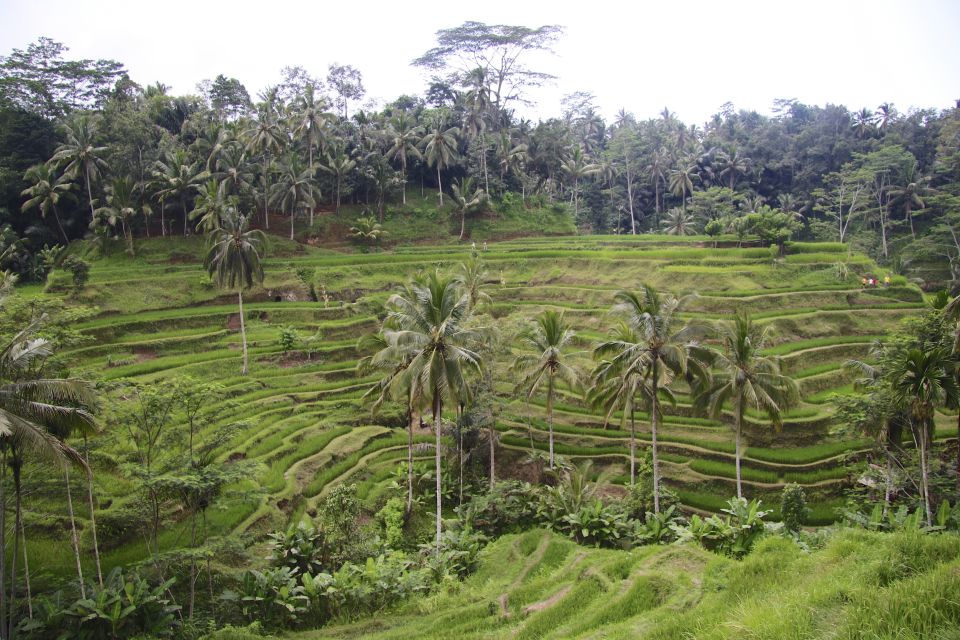 Ubud: Monkey Forest and Rice Terrace Private Tour - Tegallalang rice terraces: the view, plus why it exists
