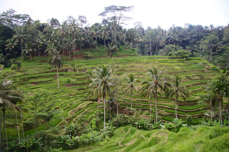 Ubud: Monkey Forest and Rice Terrace Private Tour - Ubud central area and market walking: the human side of the day