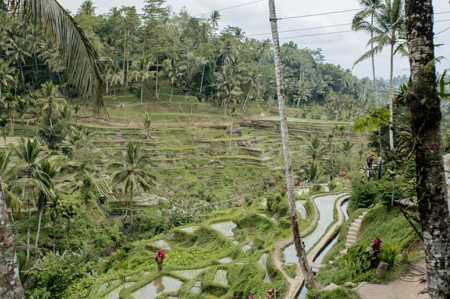 Ubud: Monkey Forest, Ceking Rice Terraces and More– Full Day - Key highlights at a glance