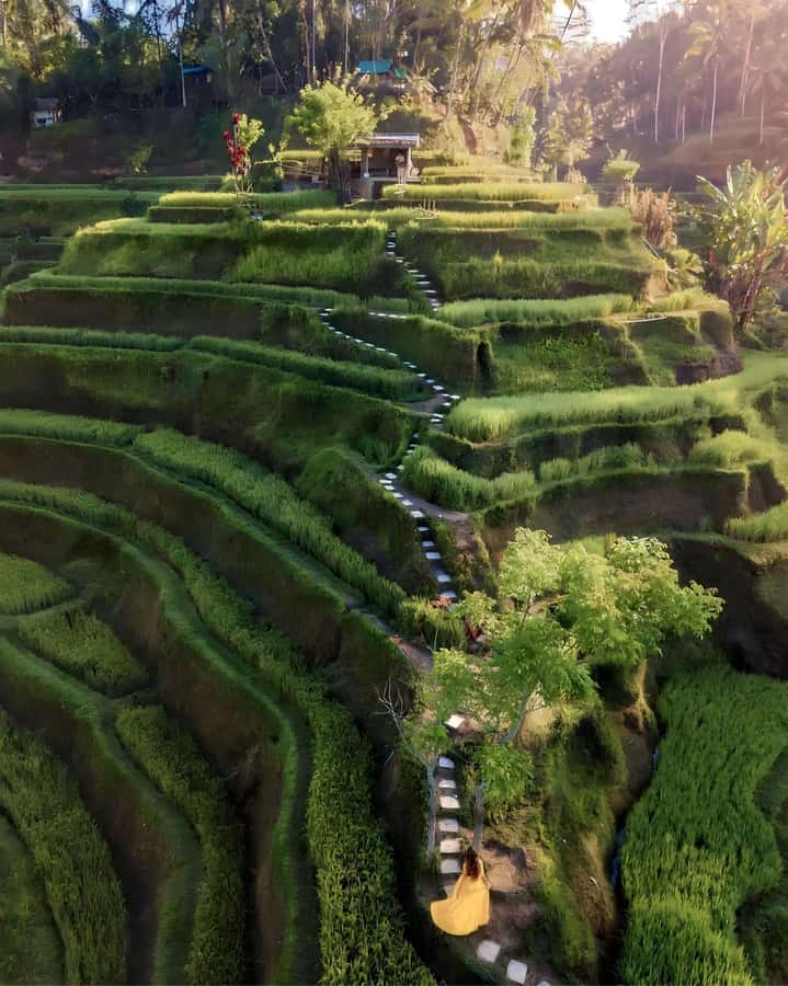 Ubud: Private Scenic Waterfalls and Rice Terraces Tour - Price and value: why $31 can still feel premium