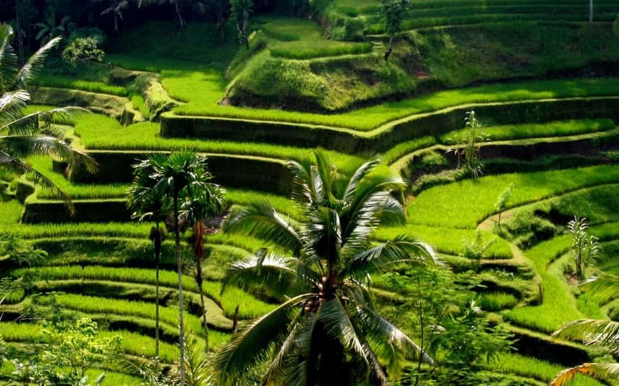 Ubud: Rice Terrace, Waterfall, & Elephant Cave - How the day stays easy: 08:00 pickup and a tight 8-hour loop
