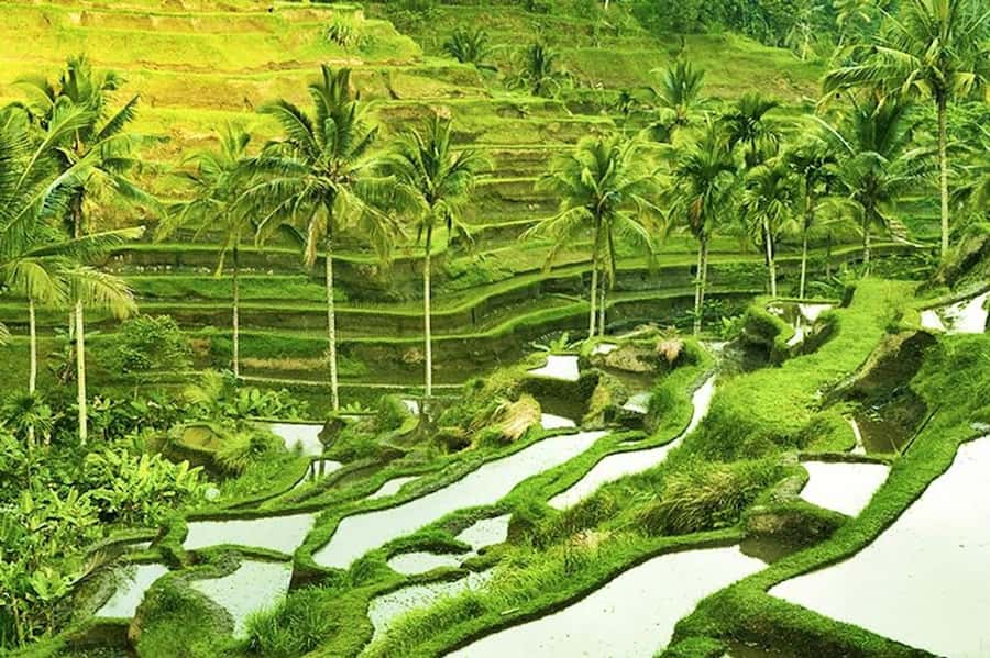 Ubud: Rice Terrace, Waterfall, & Elephant Cave - Ceking Rice Terrace in Tegalalang: a slow stroll with strong photo payoff