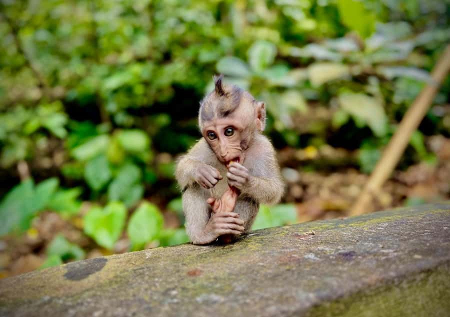 Ubud: Sacred Monkey Forest Sanctuary Ticket and Guided Tour - Sacred Monkey Forest Sanctuary: What makes this experience work