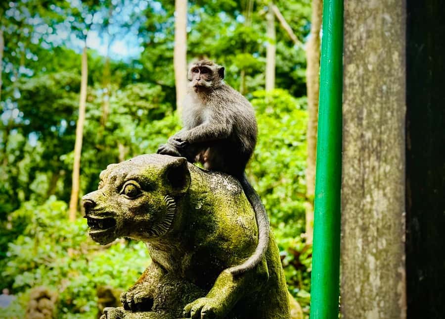 Ubud: Sacred Monkey Forest Sanctuary Ticket and Guided Tour - Arrival in Ubud: transfer options and how to start calmly